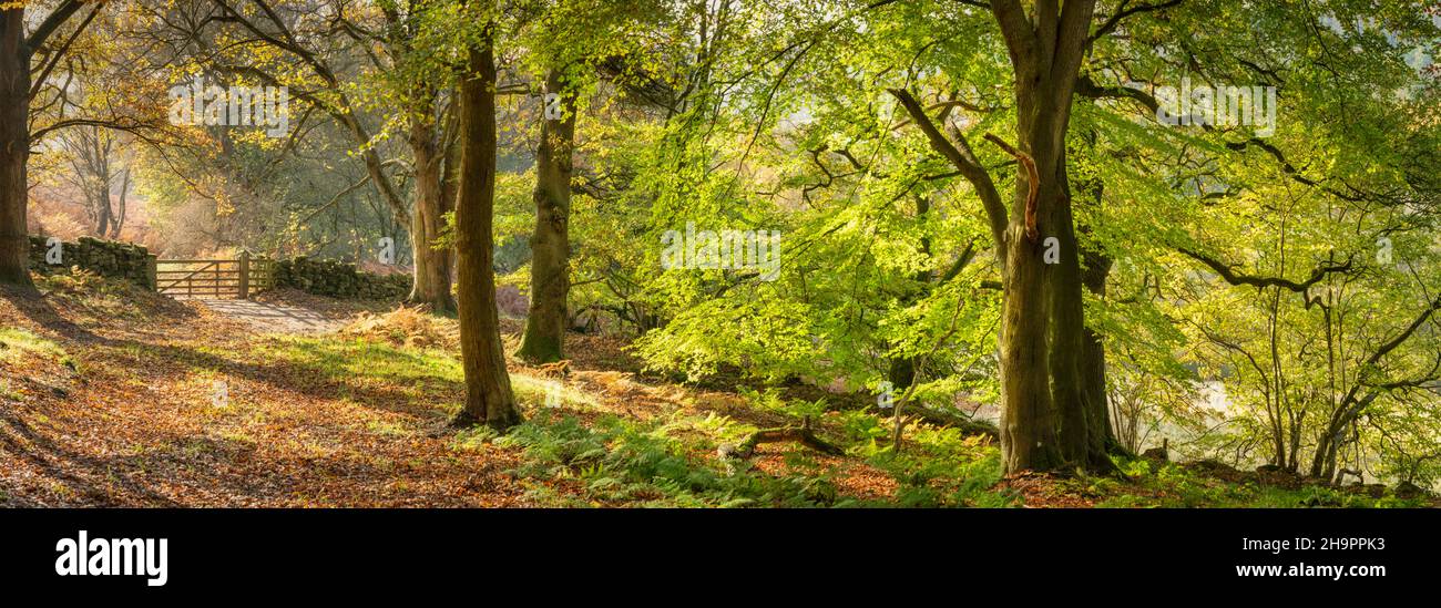 Early autumn colours in Birch Hagg Wood near Middlesmoor in Farndale, The North Yorkshire Moors, UK. Stock Photo