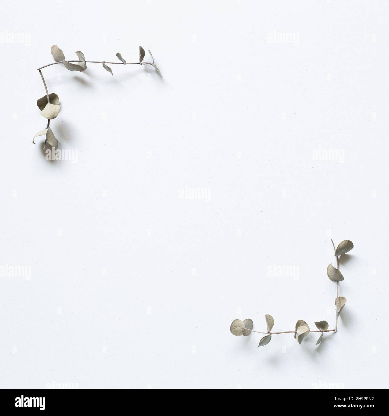 Green eucalyptus leaf frame on white background. flat lay, top view, copy space Stock Photo