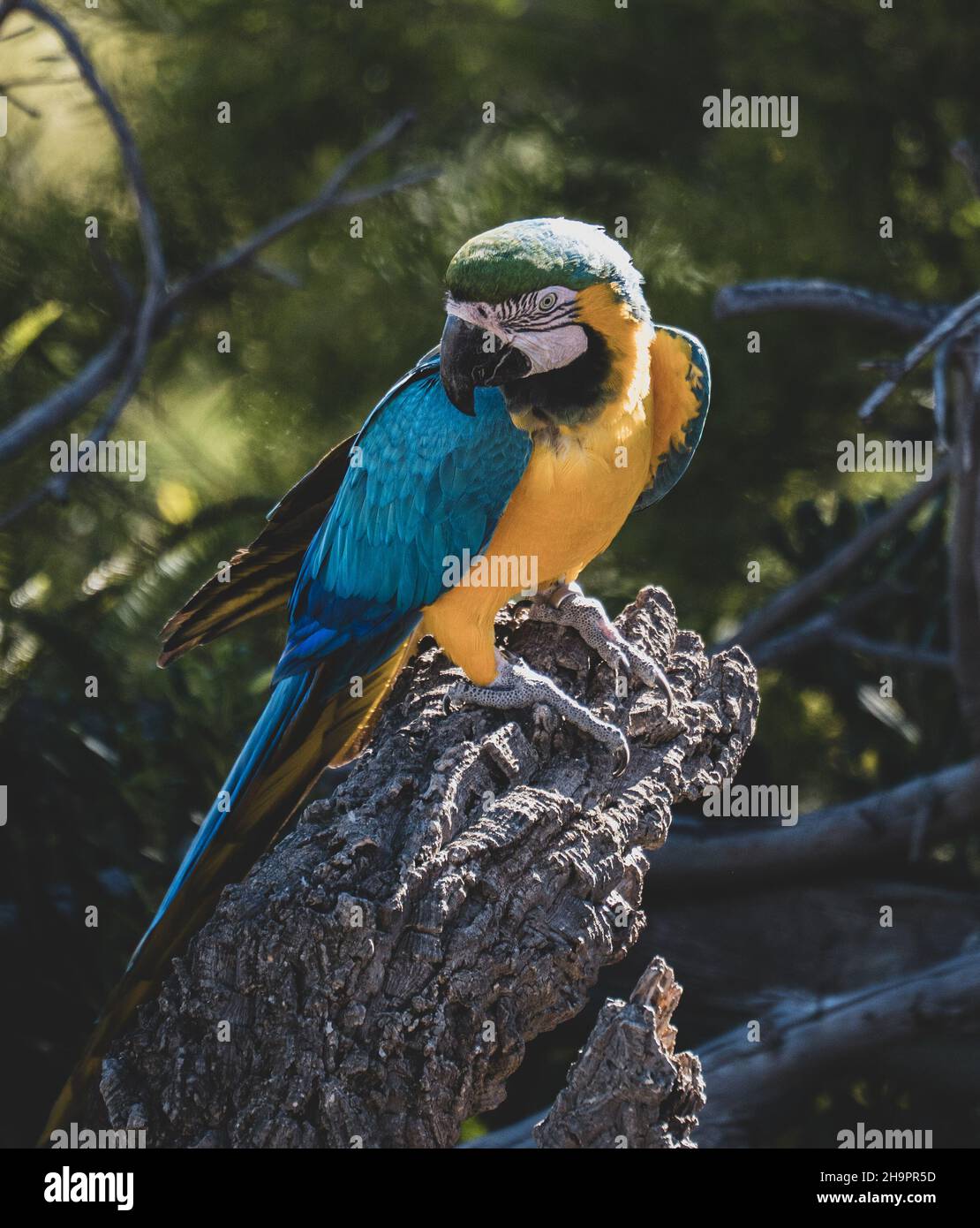 Loros de colores hires stock photography