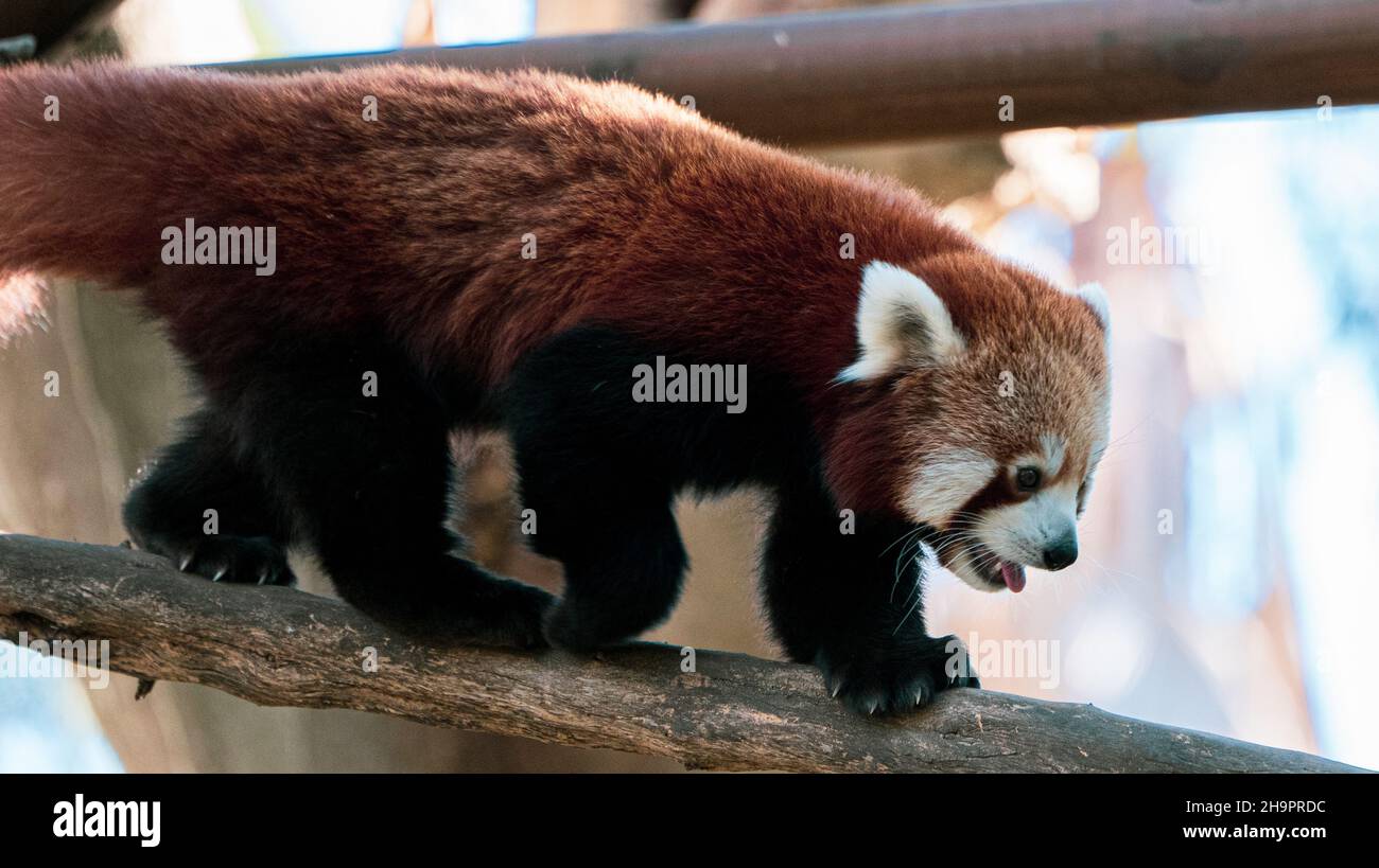 Panda rojo jugando en las ramas. Red panda playing Stock Photo