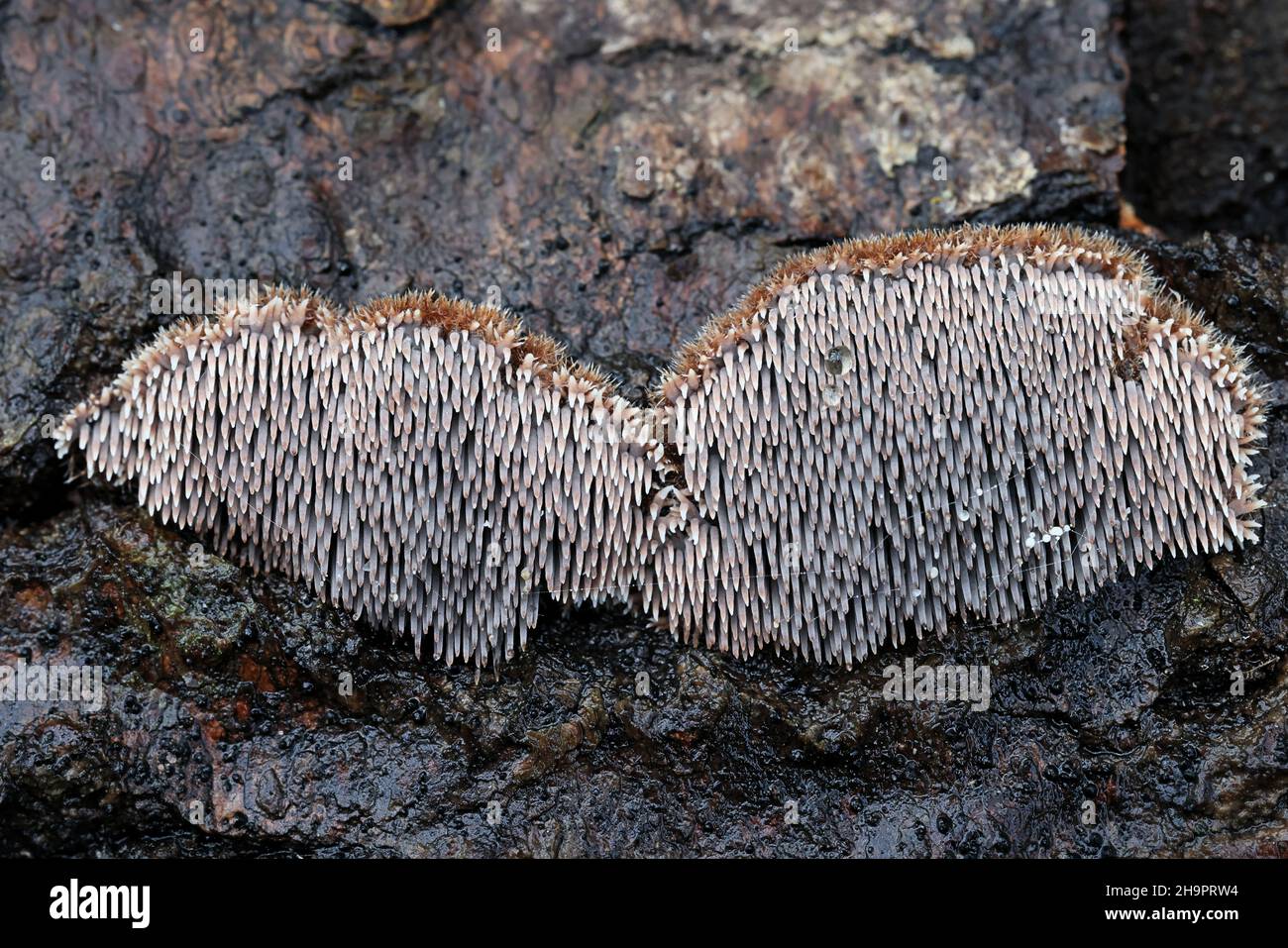Gloiodon strigosus, a tooth fungus from Finland, no common English name Stock Photo
