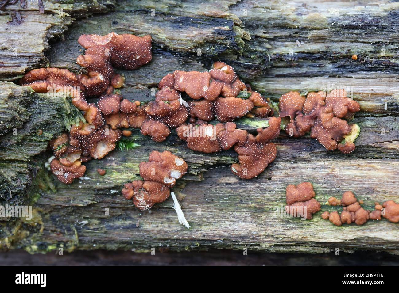 Hypocrea rufa, also known as Trichoderma viride, an ascomycete mould fungus from Finland, no common English name Stock Photo