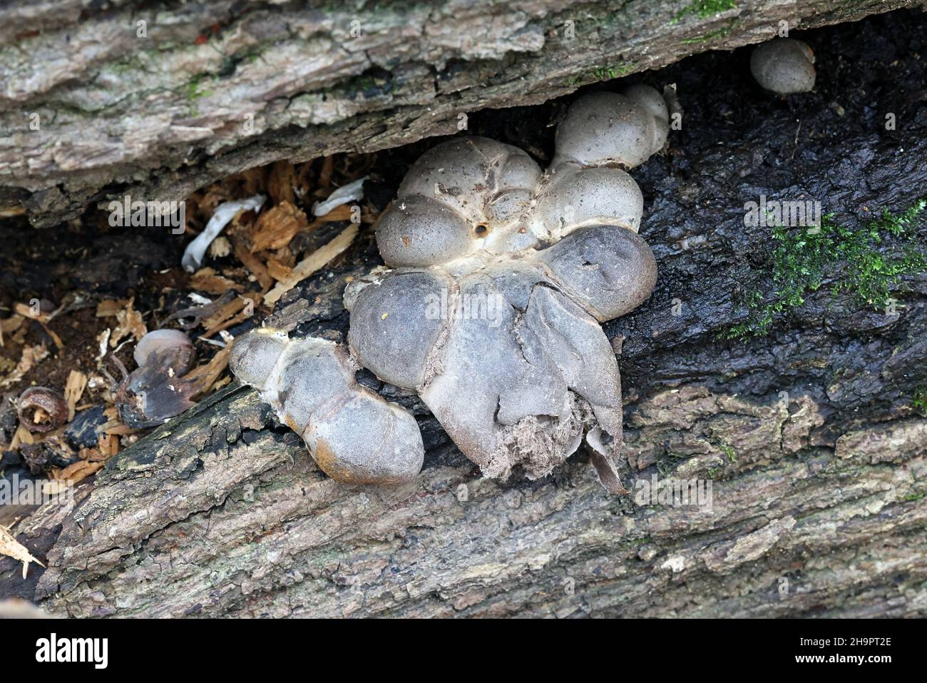 Lycogala flavofuscum, a slime mold from Finland, no common English name Stock Photo
