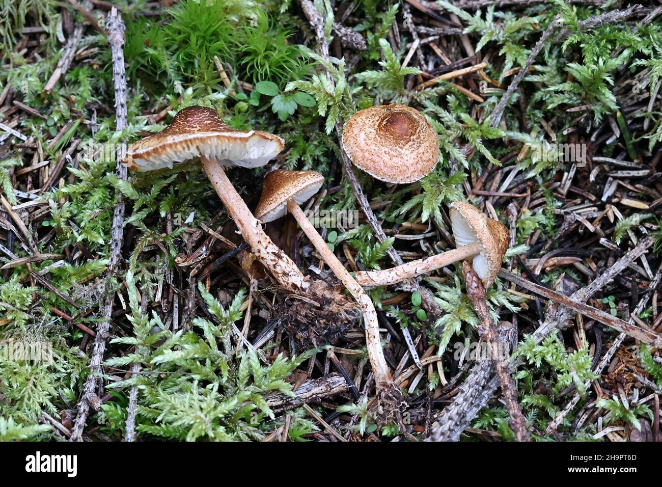Lepiota castanea, commonly known as the chestnut dapperling, wild poisonous mushroom from Finland Stock Photo