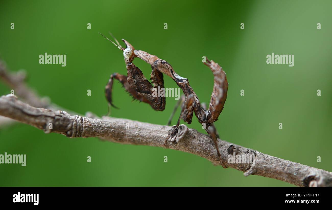 Parablepharis kuhlii, Mantis, Southeast Asia. Stock Photo