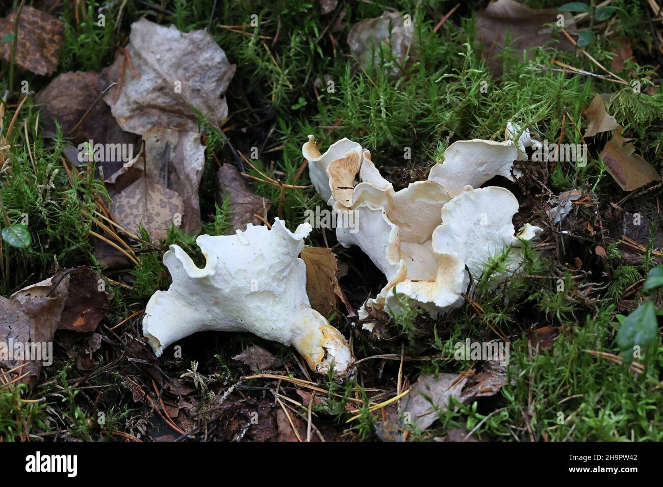 Albatrellus ovinus, known as Sheep Polypore or Forest Lamb Mushroom, wild edible fungus from Finland Stock Photo