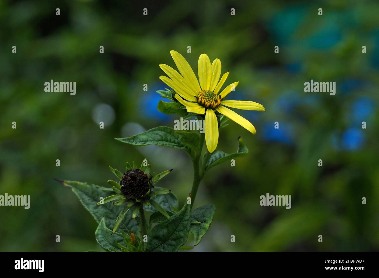 Close-up of a silphium flower, silphion, sylphion, laserpicium, spice and all-purpose plant, genus Ferula, Switzerland Stock Photo