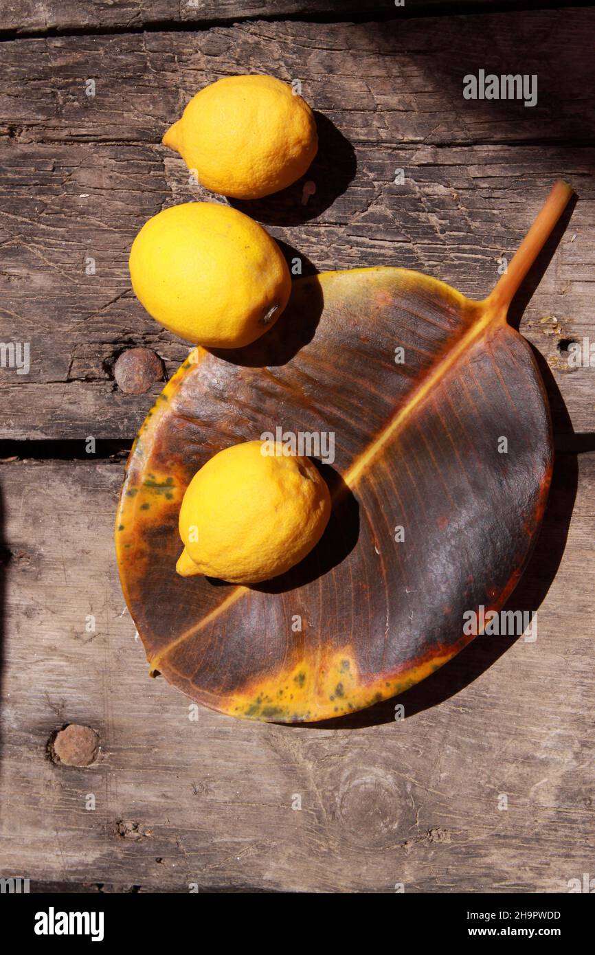 Lemon tree disease hires stock photography and images Alamy