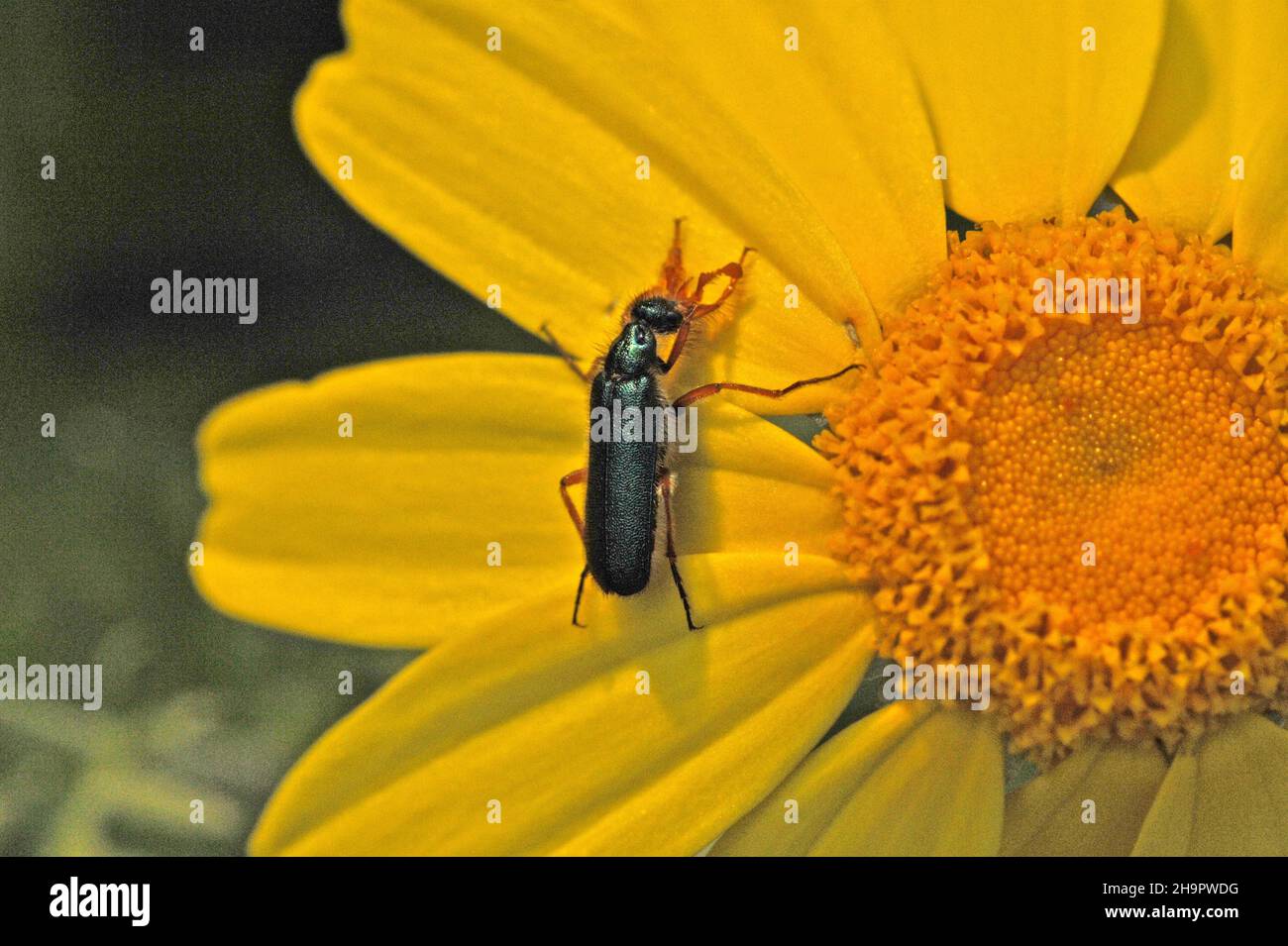 Beetle on yellow flower (Cerocoma), genus Blister beetle, insect, arthropod, family Meloides Stock Photo