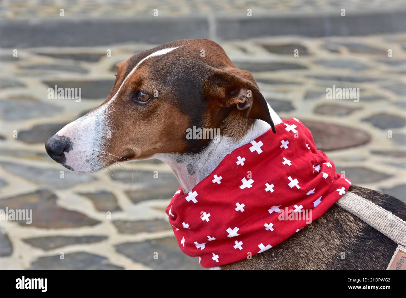 Brown and white spotted male Galgo Poden wearing Swiss neckerchief, dog with neckerchief and Swiss cross, Spain Stock Photo