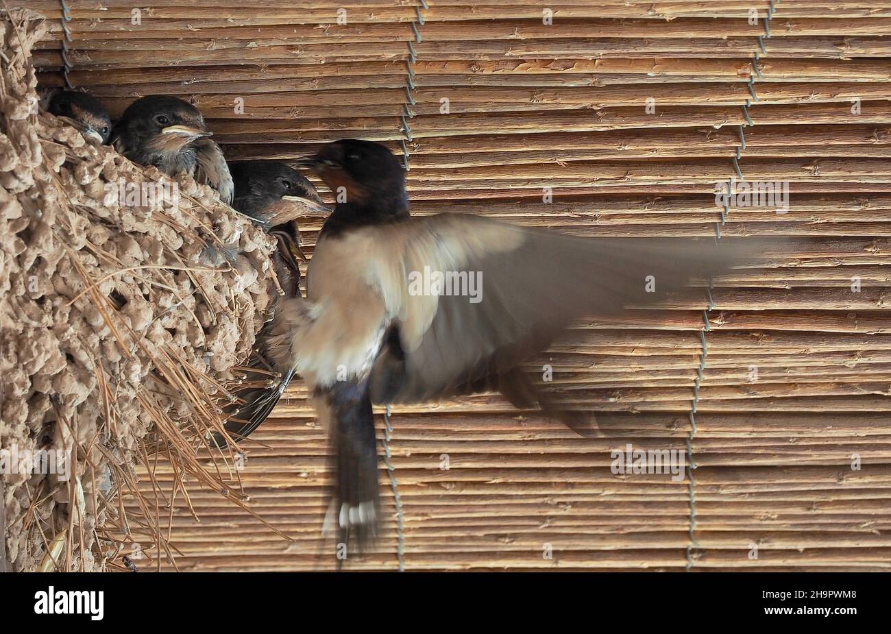 Mother swallow in flight feeding her young in the nest, feeding the young swallows under the roof, Spain Stock Photo
