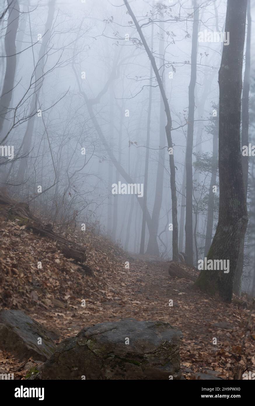 Vertical shot of a forest with beautiful trees on a foggy background ...