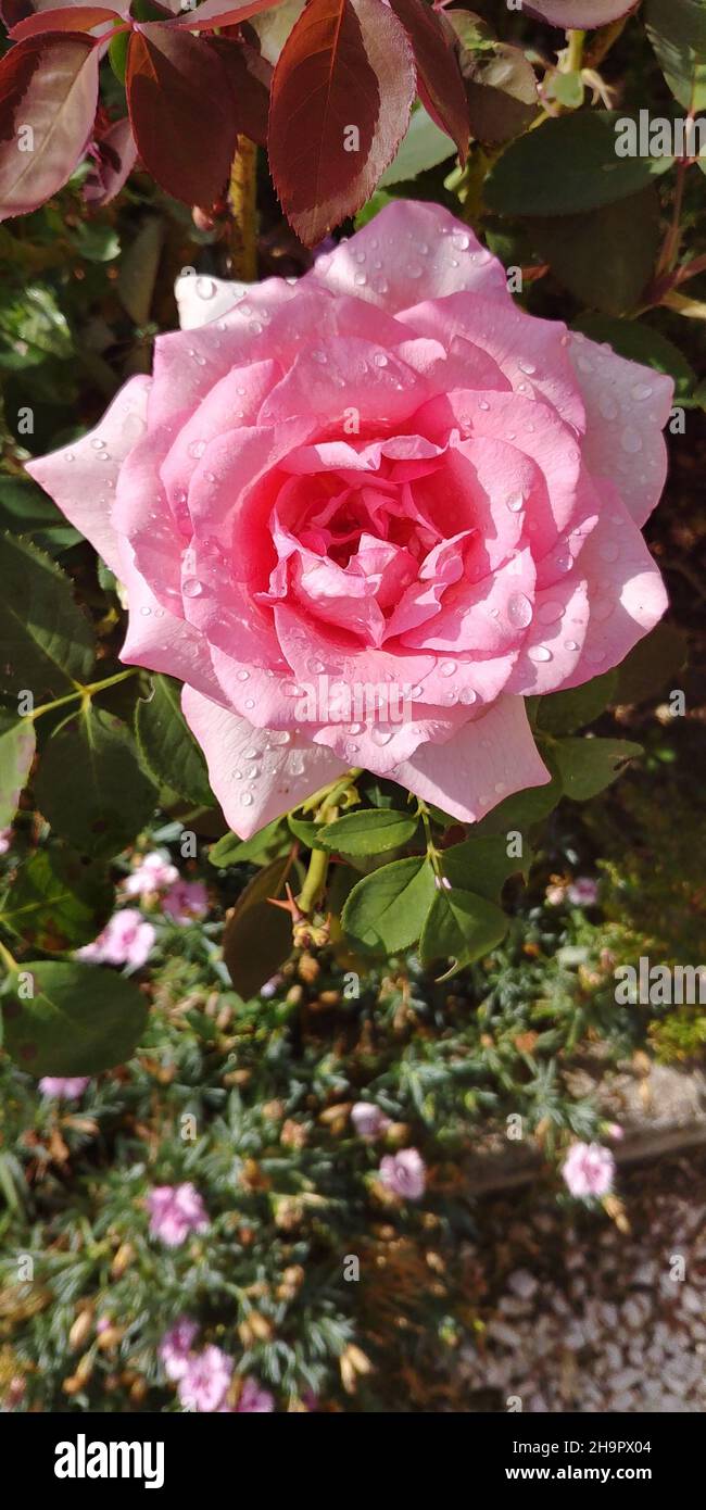 Vertical shot of a beautiful pink rose growing in a garden Stock Photo ...
