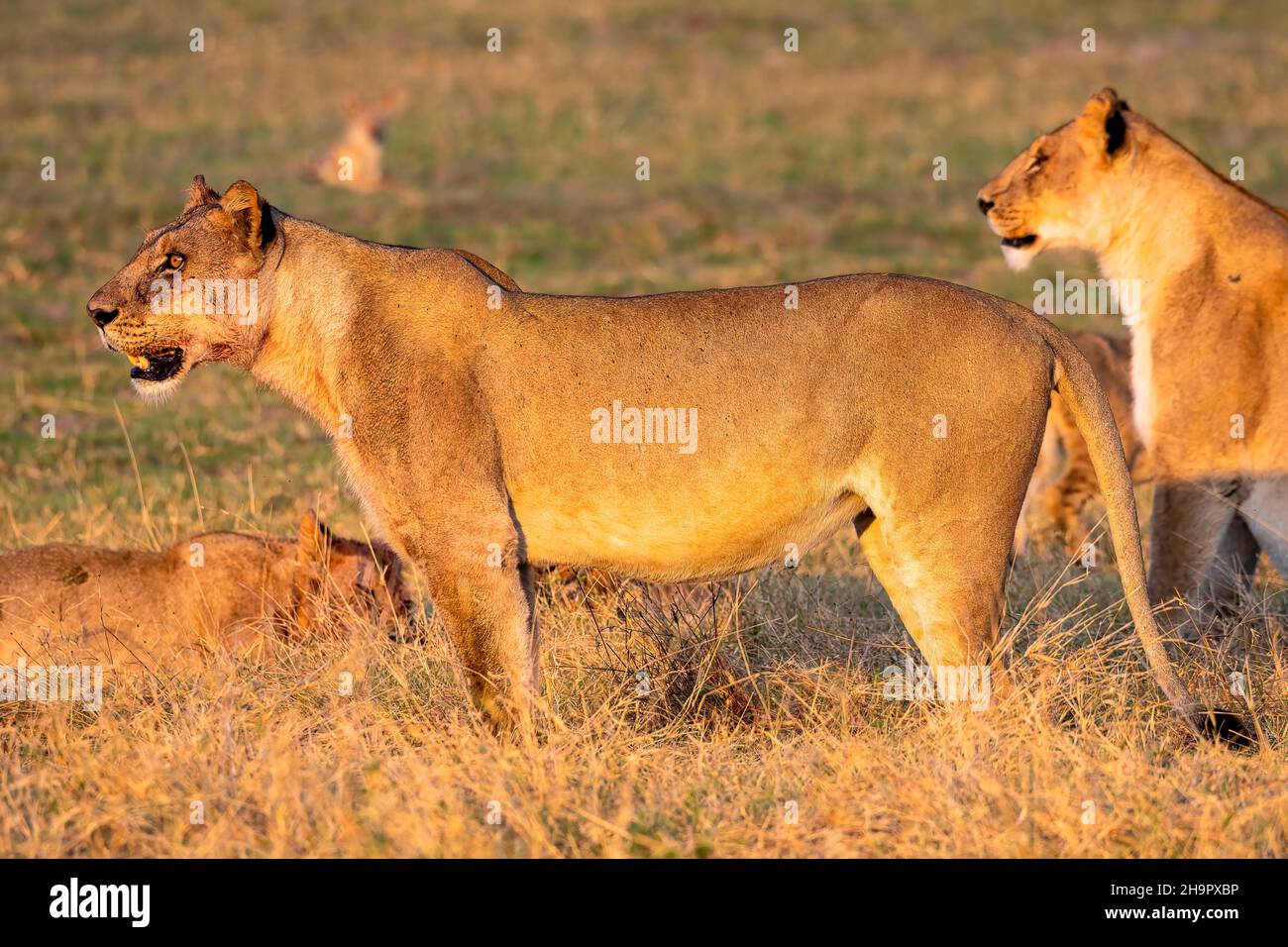 Lion (Panthera leo), two lionesses, Moremi Game Reserve West, Okavango ...