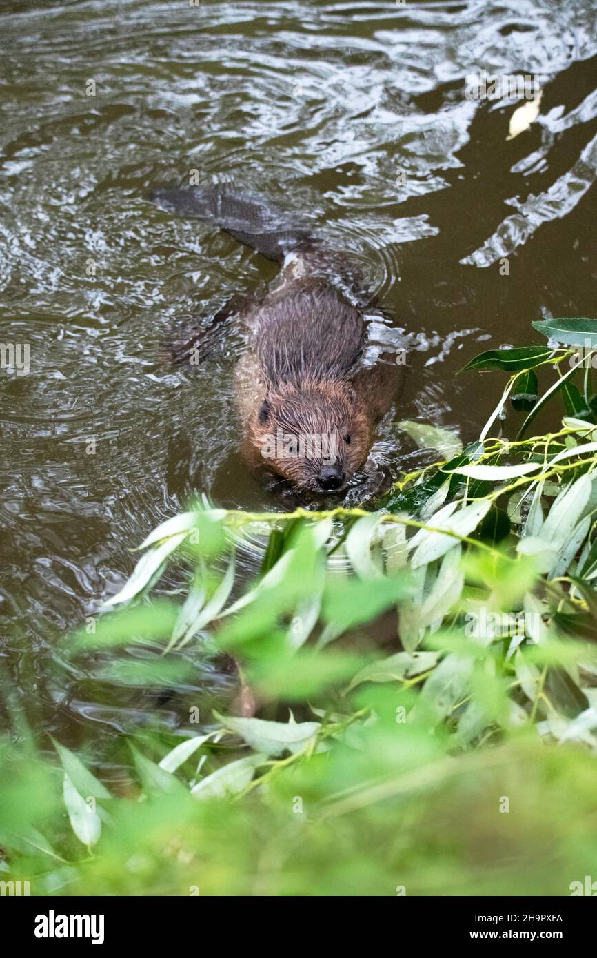 Beaver animal in water hi-res stock photography and images - Alamy