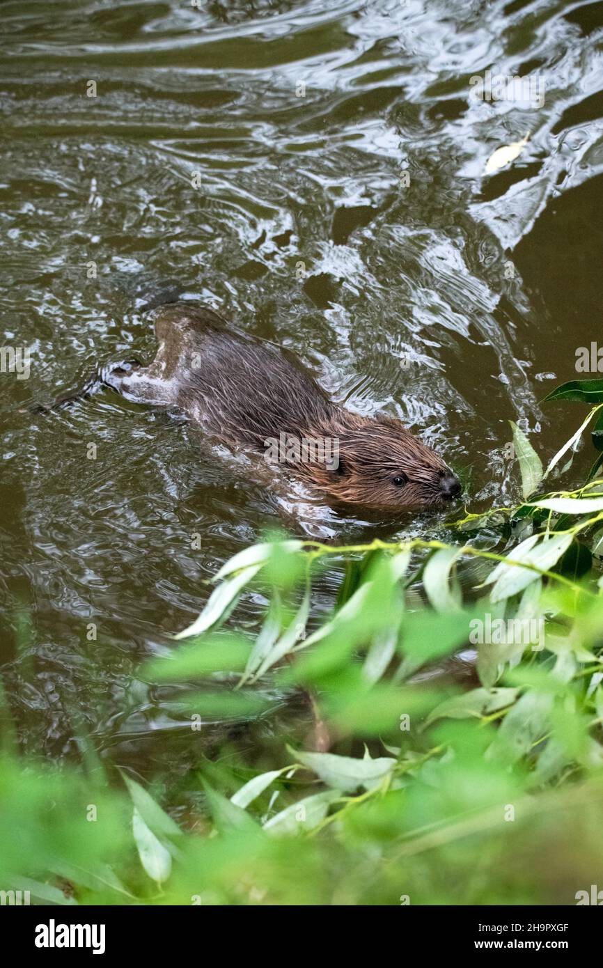 Beaver in nature hi-res stock photography and images - Alamy