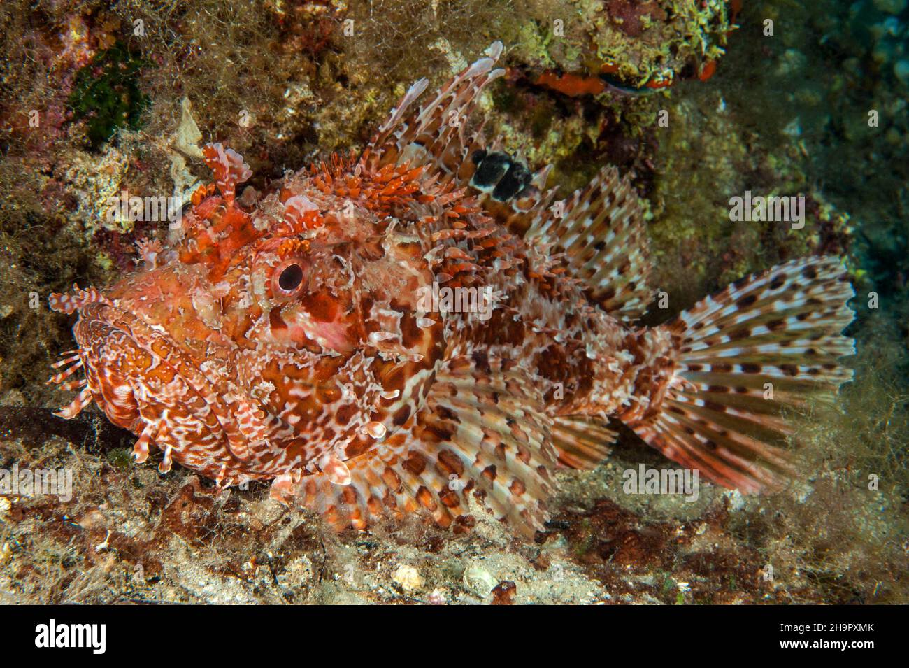 Red scorpionfish (Scorpaena scrofa) spreads all fins shows venomous sting, Mediterranean Sea, Giglio Island, Tuscany, Italy Stock Photo