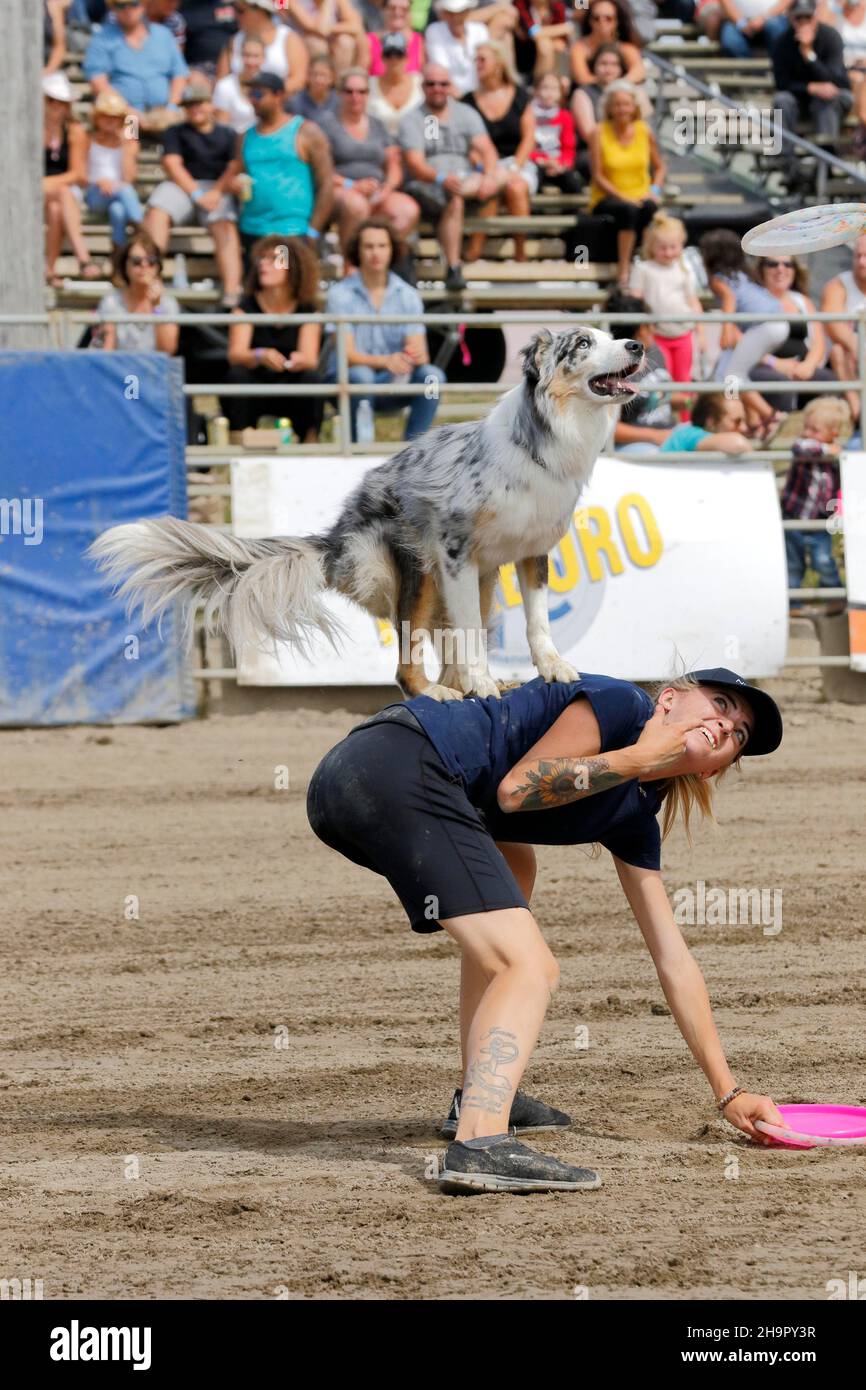 Rodeo Australian Shepherd