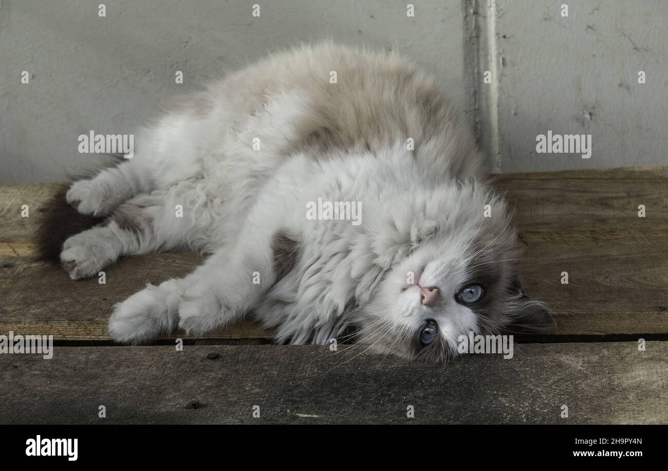 Closeup of a cute Ragdoll cat with beautiful blue eyes Stock Photo - Alamy