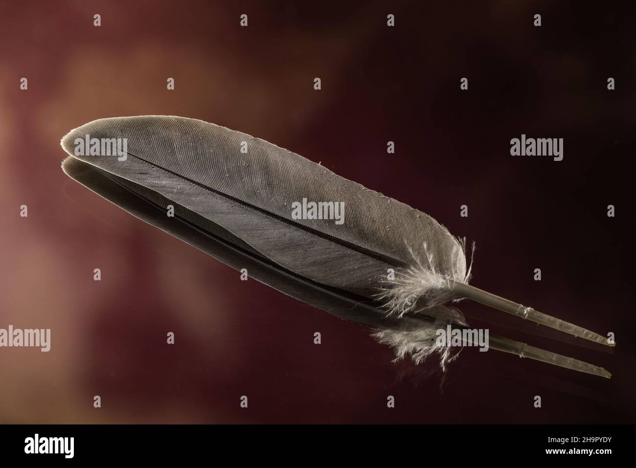 Elegant feather art hi-res stock photography and images - Alamy