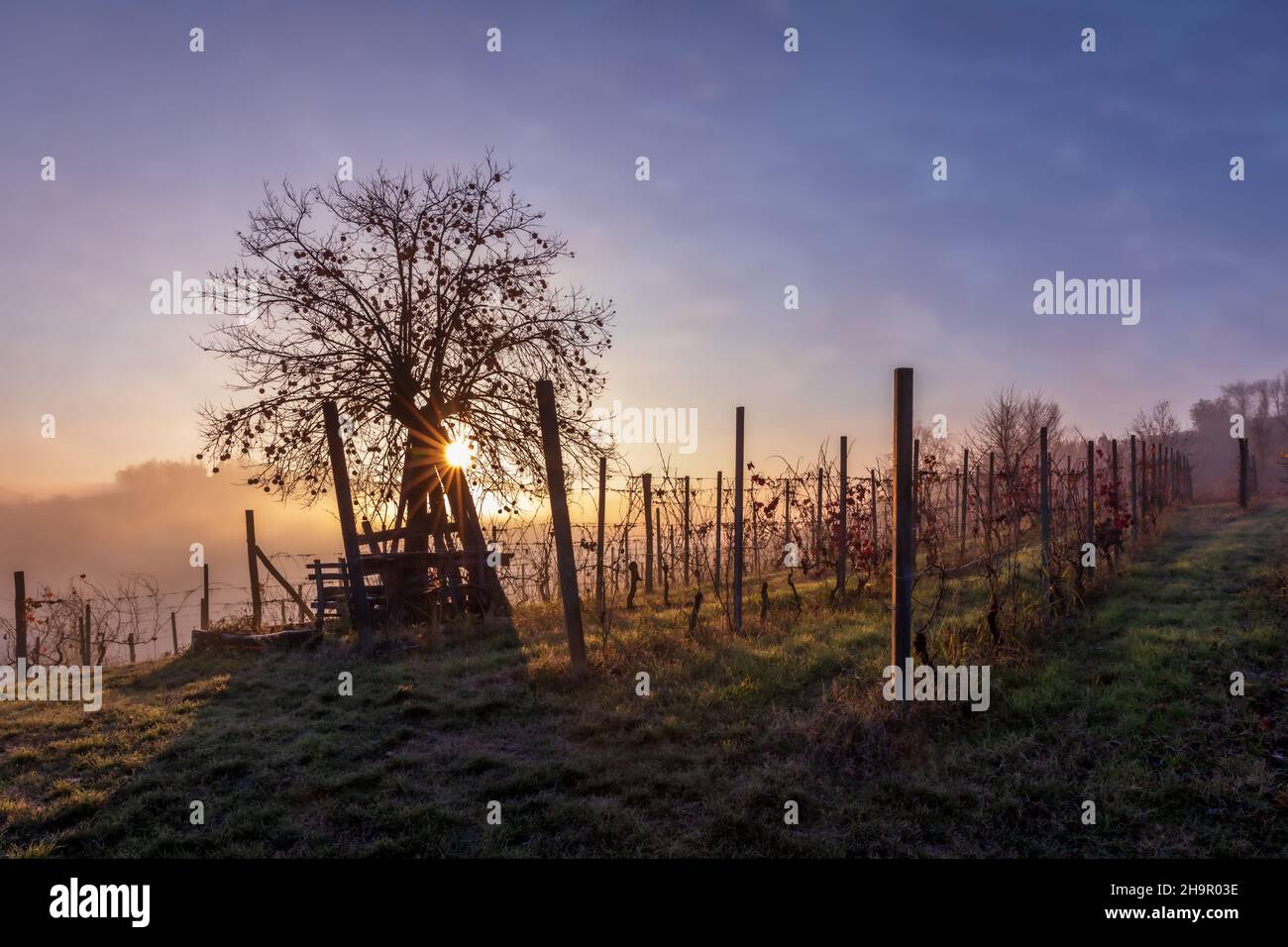 KIPITA20210201 Sunrise over the vineyards, Canale, Province of Cuneo, Piedmont, Italy Stock Photo