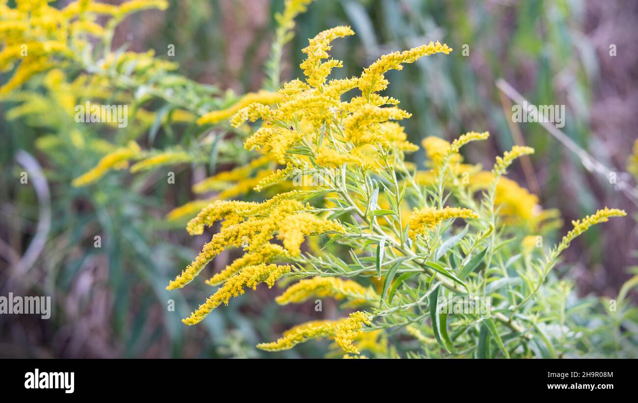 yellow canada goldenrod in nature Stock Photo