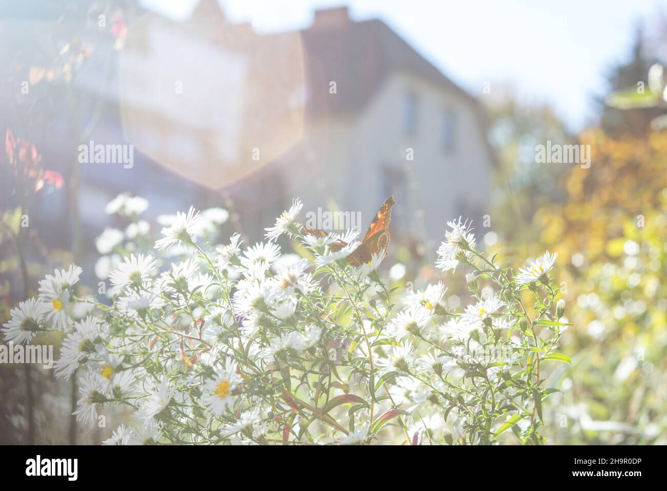 Butterfly on camomile flowers in germany Stock Photo