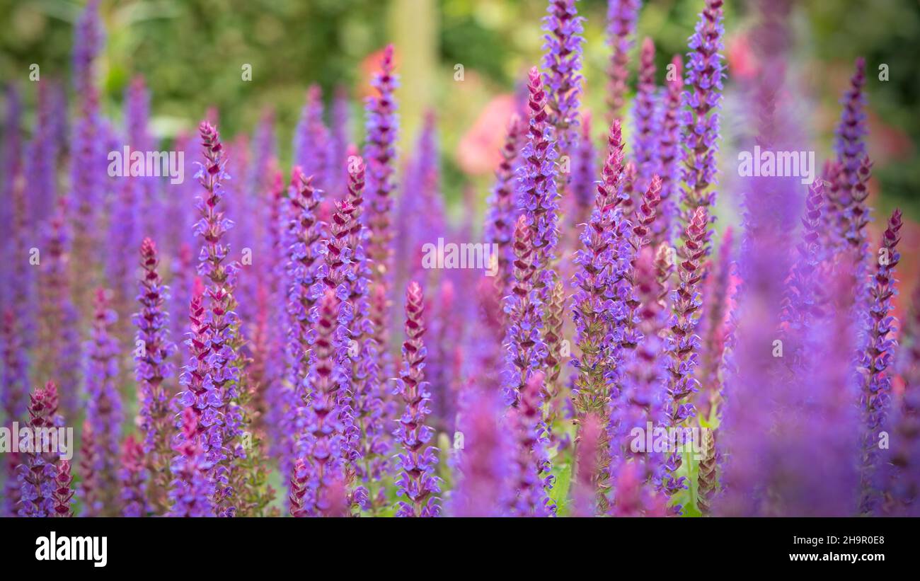 lavender plants in the flower patch Stock Photo