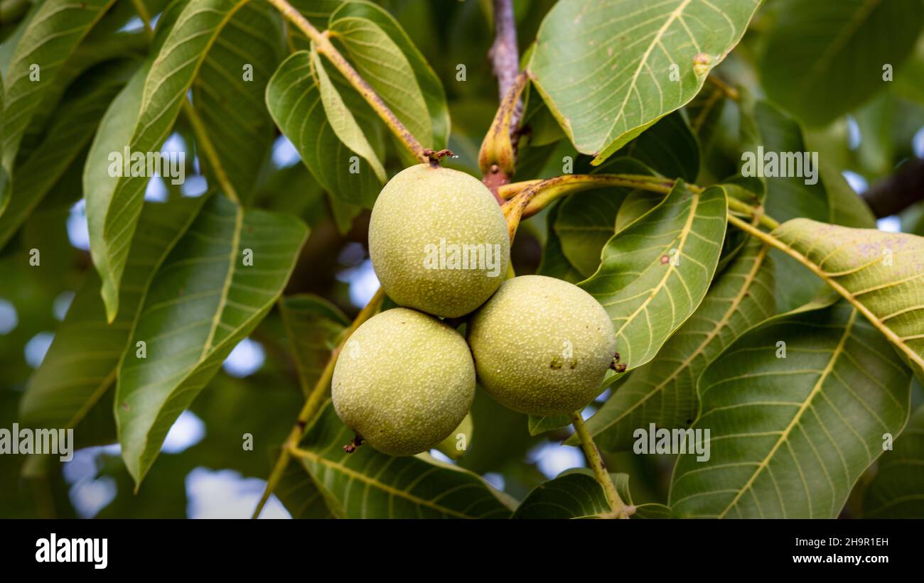 walnuts growing on a branch Stock Photo Alamy