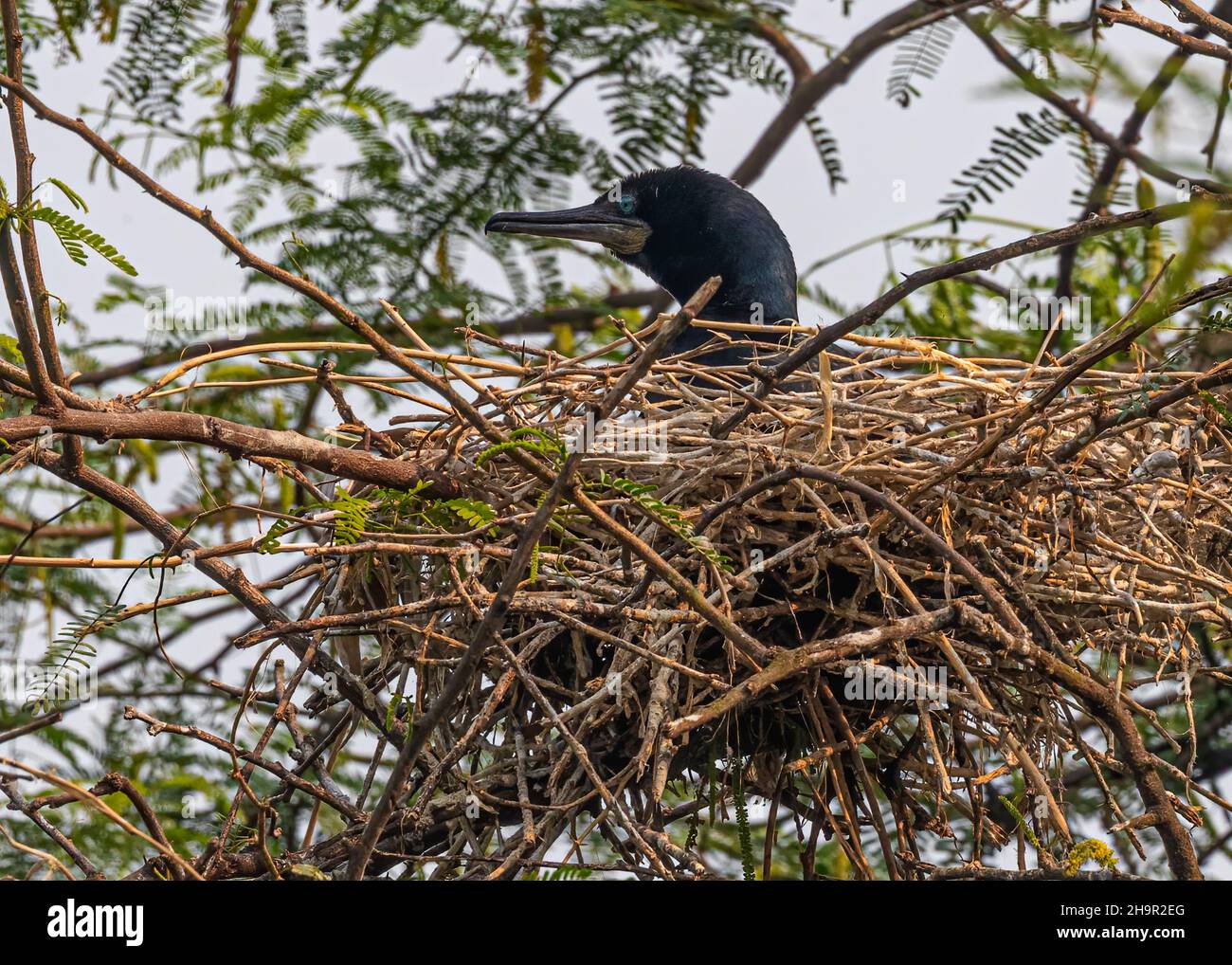 Cormorant hatching its eggs on a tree Stock Photo Alamy
