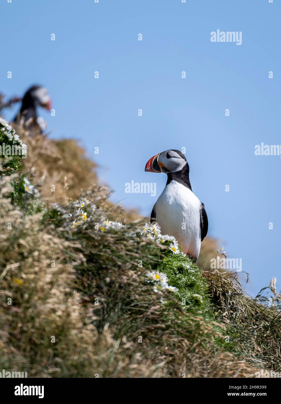 Puffin (Fratercula arctica), also Puffin sitting in a meadow, Iceland Stock Photo