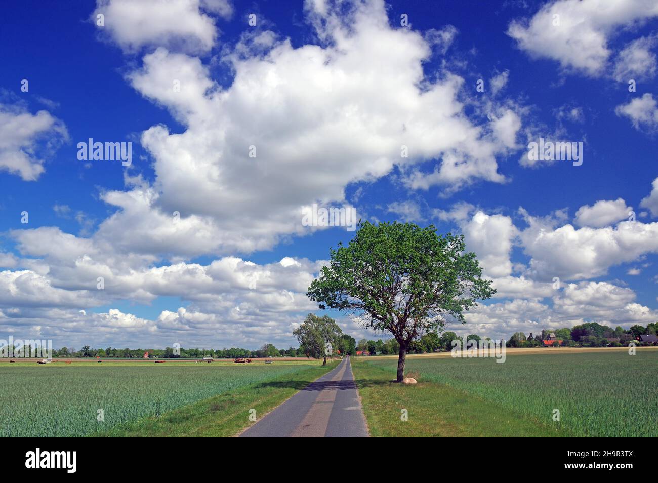 Wide field single tree hi-res stock photography and images - Alamy