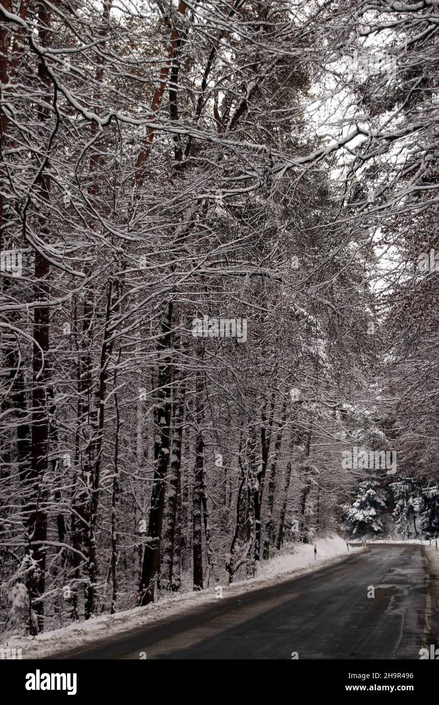 Asphalt road through a snowy forest Stock Photo - Alamy