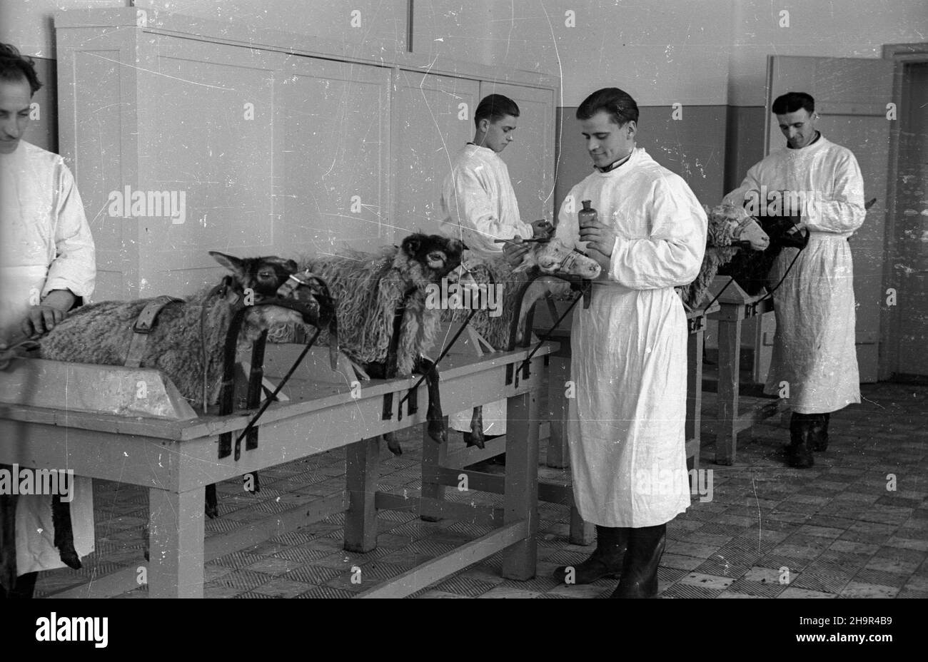 Pu³awy, 1949-04. Pañstwowy Instytut Weterynaryjny. W pocz¹tkach 1949 roku w Instytucie powsta³ Zak³ad Produkcji Szczepionki przeciwko WœciekliŸnie. Nz. eksperymenty na owcach. msa  PAP    Dok³adny dzieñ wydarzenia nieustalony.      Pulawy, April 1949. The State Veterinary Institute.At the start of 1949 the Institute opened the Anti-Rabies production Plant. Pictured: experiments on sheeps.  msa  PAP Stock Photo