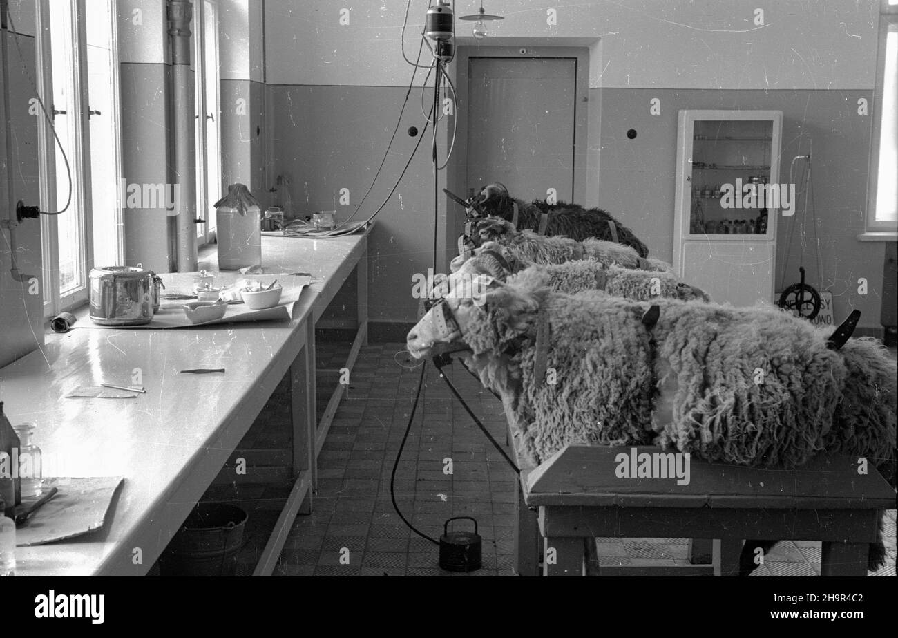 Pu³awy, 1949-04. Pañstwowy Instytut Weterynaryjny. W pocz¹tkach 1949 roku w Instytucie powsta³ Zak³ad Produkcji Szczepionki przeciwko WœciekliŸnie. Nz. eksperymenty na owcach. msa  PAP    Dok³adny dzieñ wydarzenia nieustalony.      Pulawy, April 1949. The State Veterinary Institute.At the start of 1949 the Institute opened the Anti-Rabies production Plant. Pictured: experiments on sheeps.  msa  PAP Stock Photo