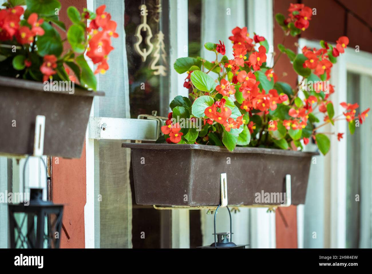 Red begonia in window box. Flower decoration at patio. Potted flowering plant in summer season Stock Photo