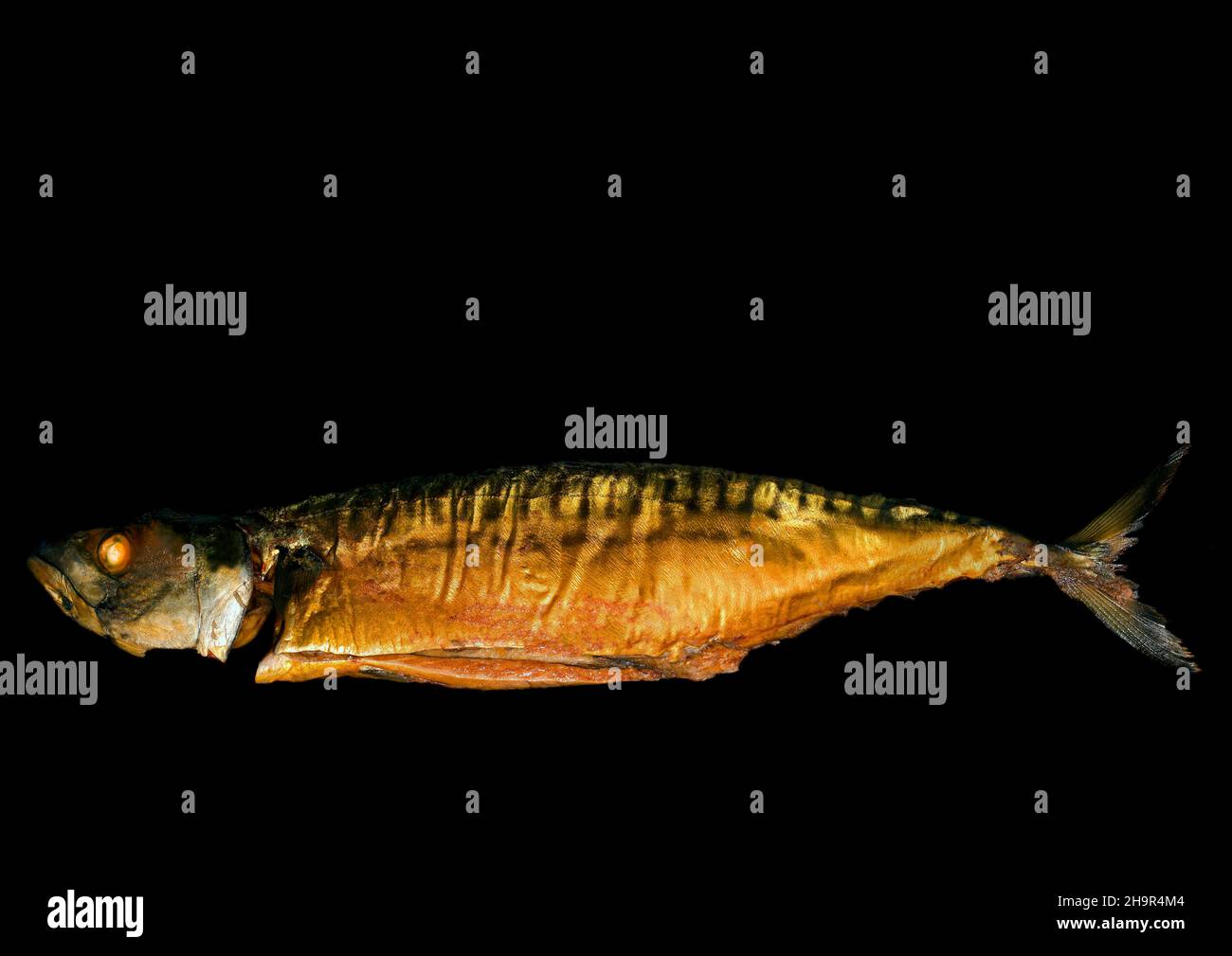 Smoked atlantic mackerel (Scomber scombrus), studio photography with black background Stock Photo