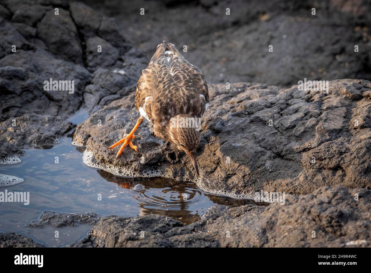 Ruddy turnstone (Arenaria interpres) on rocks by the sea, Gran Canaria, Canary Islands, Spain Stock Photo