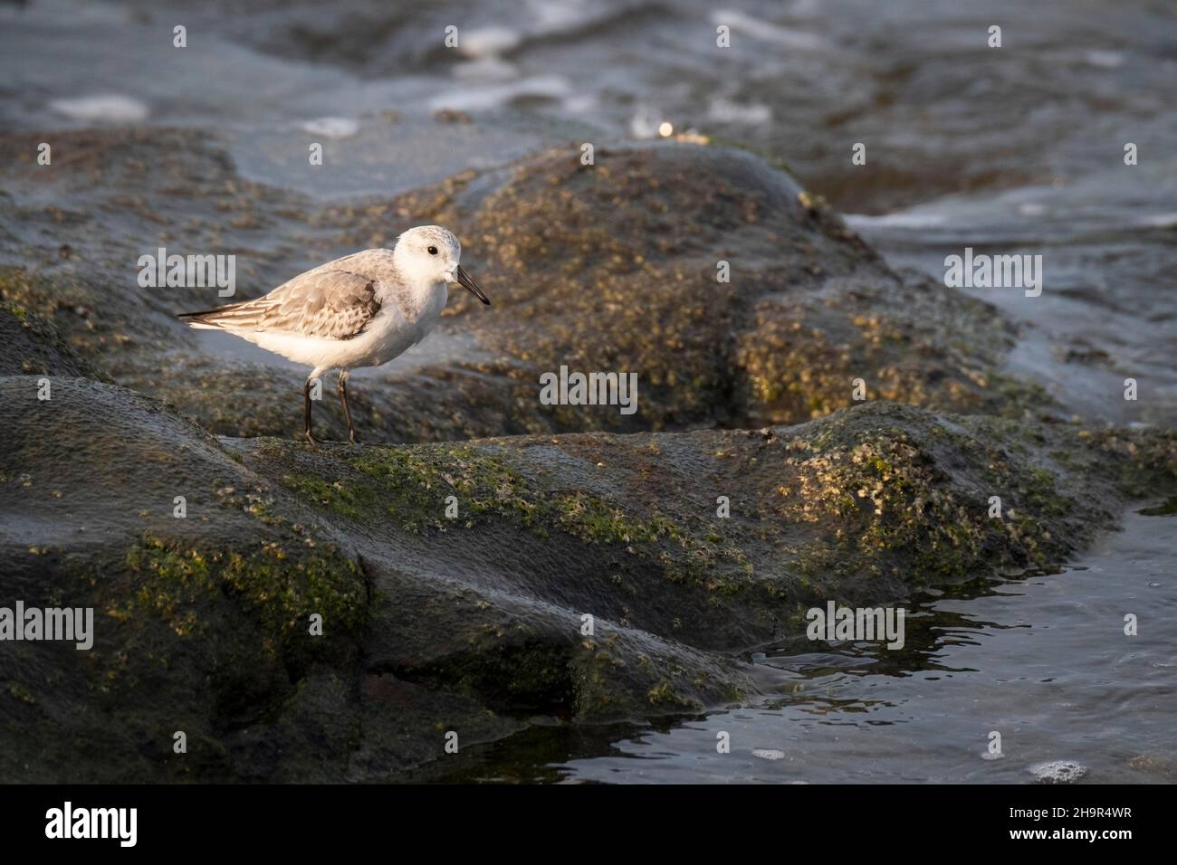 Sanderling (Calidris alba) on rocks by the sea, Gran Canaria, Canary Islands, Spain Stock Photo