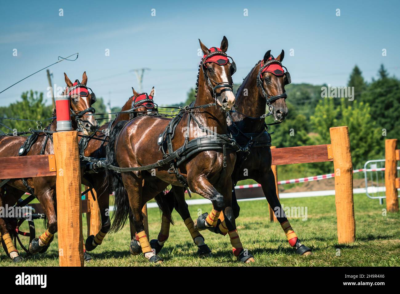 Running horses in harness. Training of horse pulling carriage for