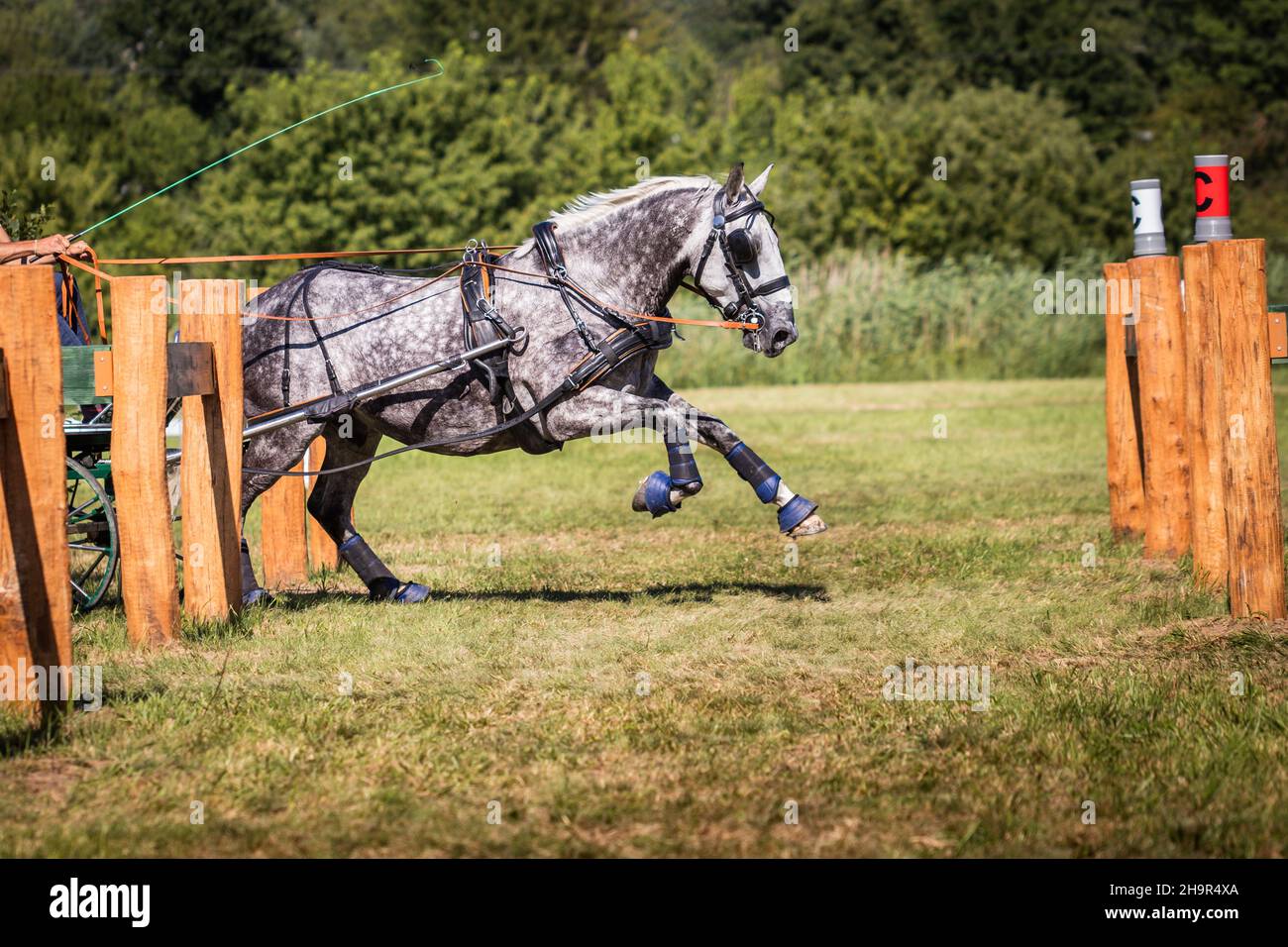 Running horse in harness. Training of horse pulling carriage for animal