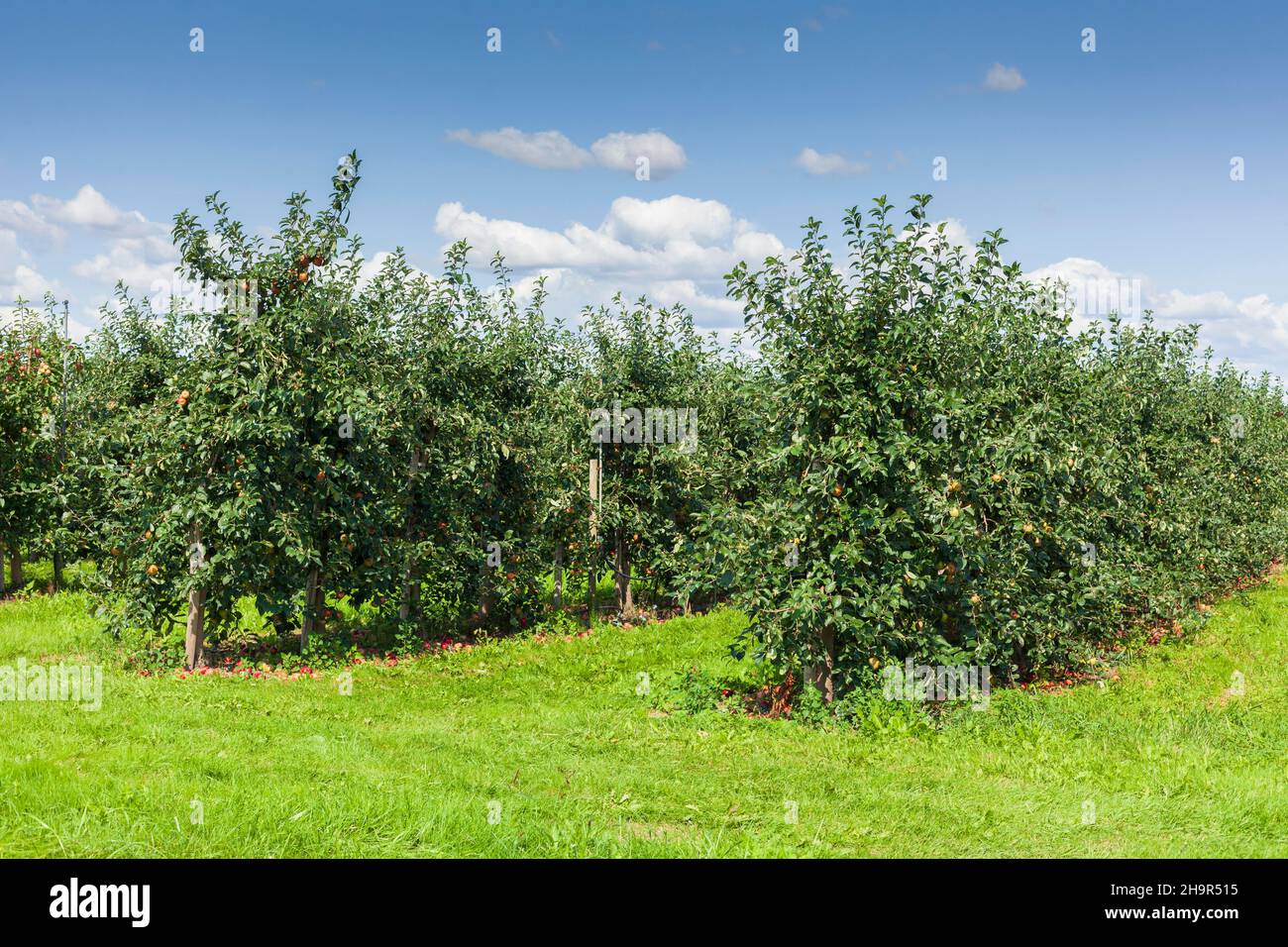 Apple orchard, Gruenendeich, Altes Land, Lower Saxony, Germany Stock ...