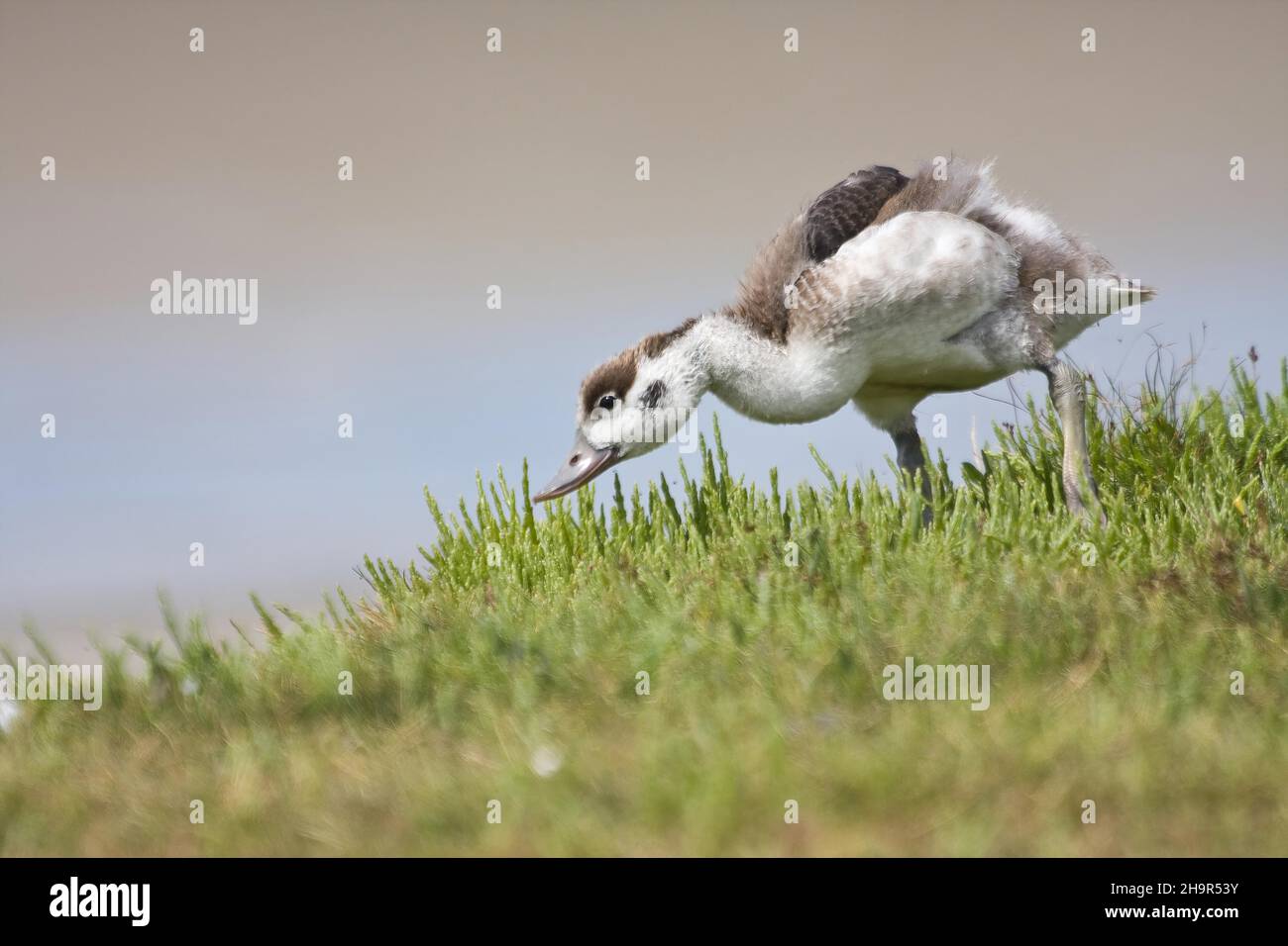 Common shelduck (Tadorna tadorna), young bird, foraging, Texel Island, North Holland, Netherlands Stock Photo