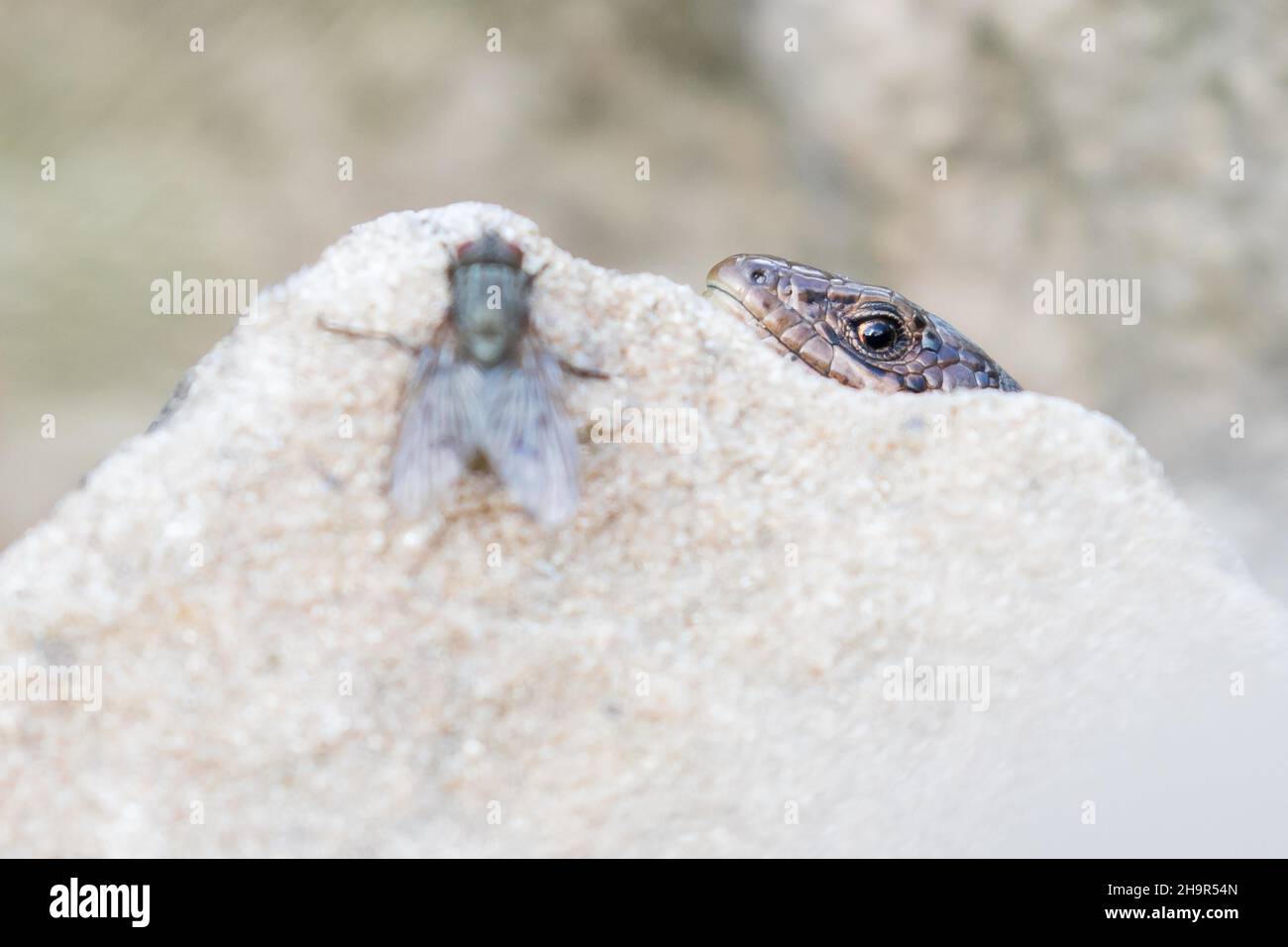 Viviparous lizard (Lacerta vivipara), lurking behind stone for fly, Hesse, Germany Stock Photo