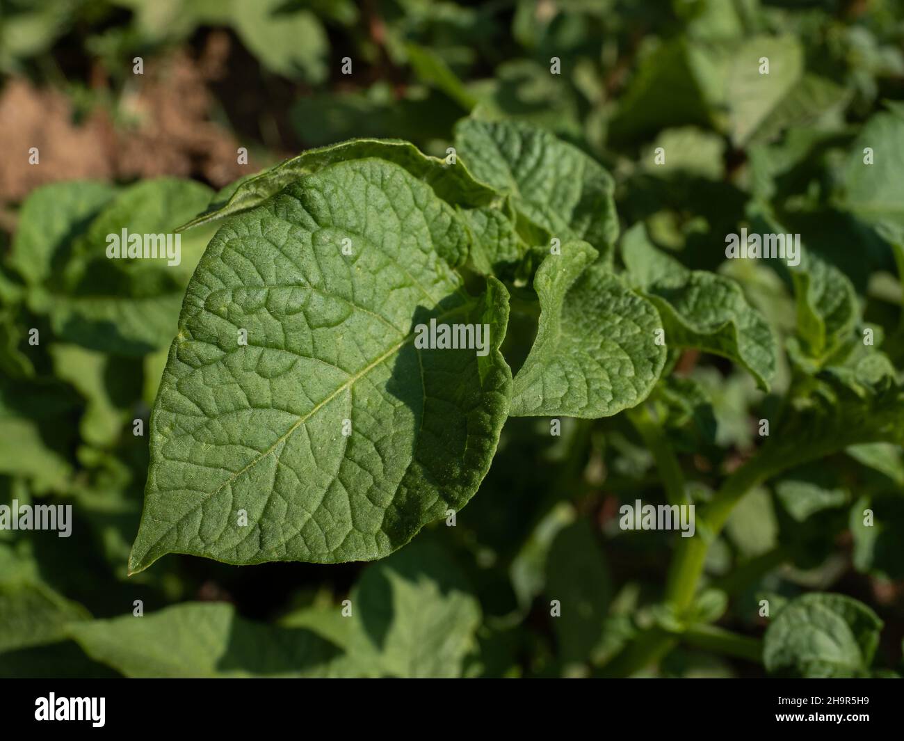 Detail of the leaf of a potato plant (Solanum tuberosum). Stock Photo