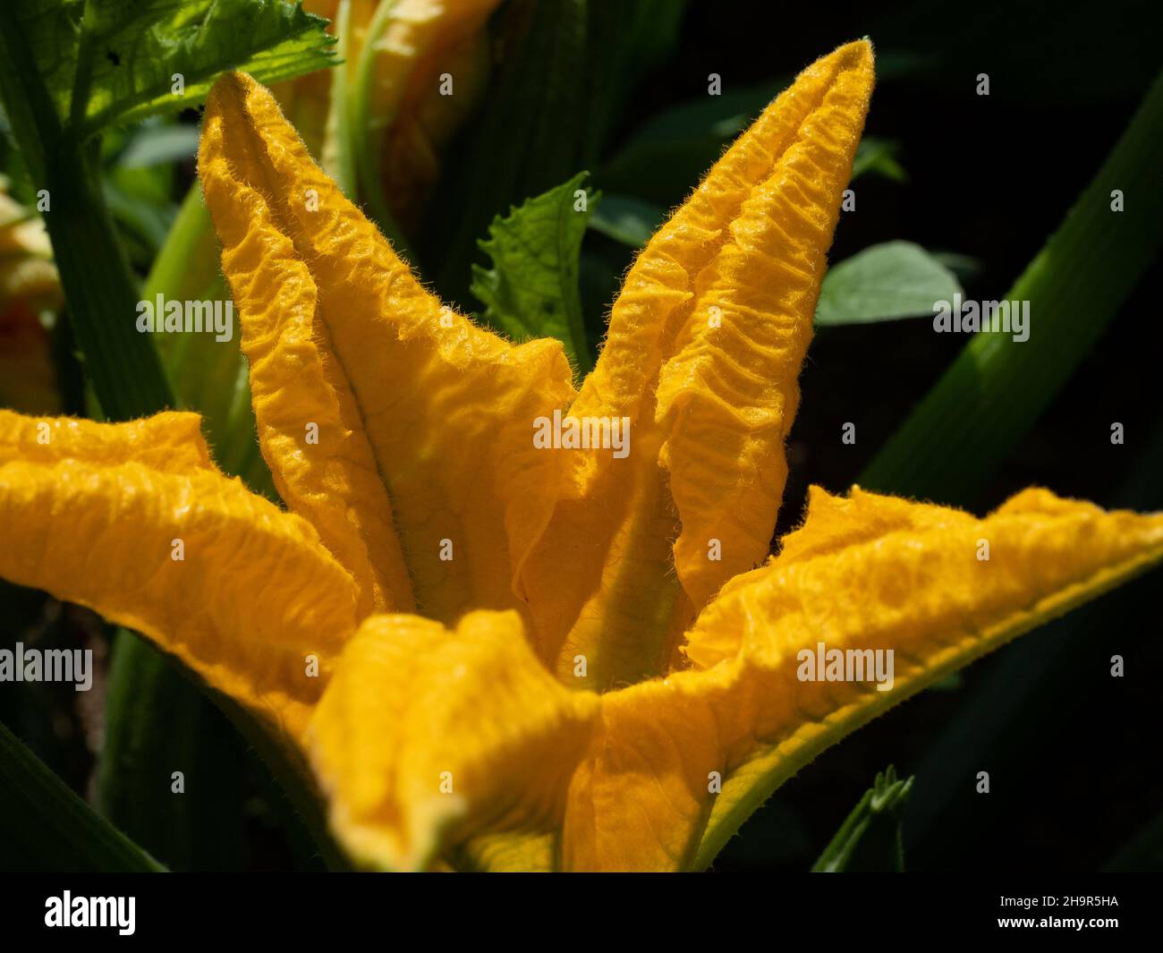 Detail of the orange flower of green zucchini (Cucurbita pepo). Stock Photo