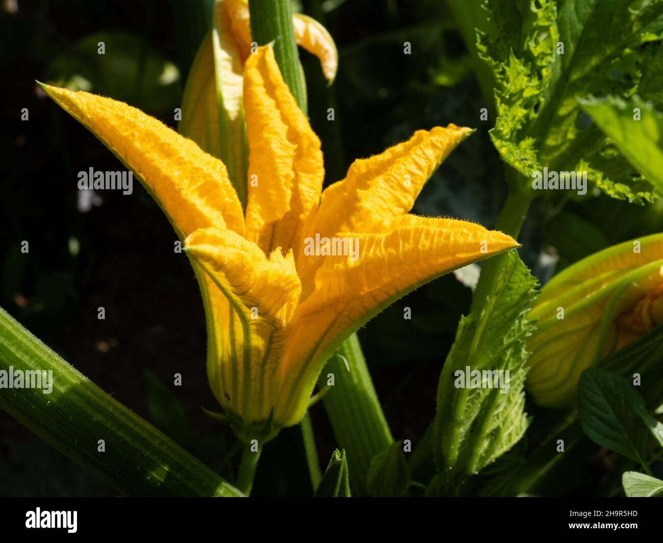 Detail of an orange male flower of green zucchini (Cucurbita pepo). Stock Photo