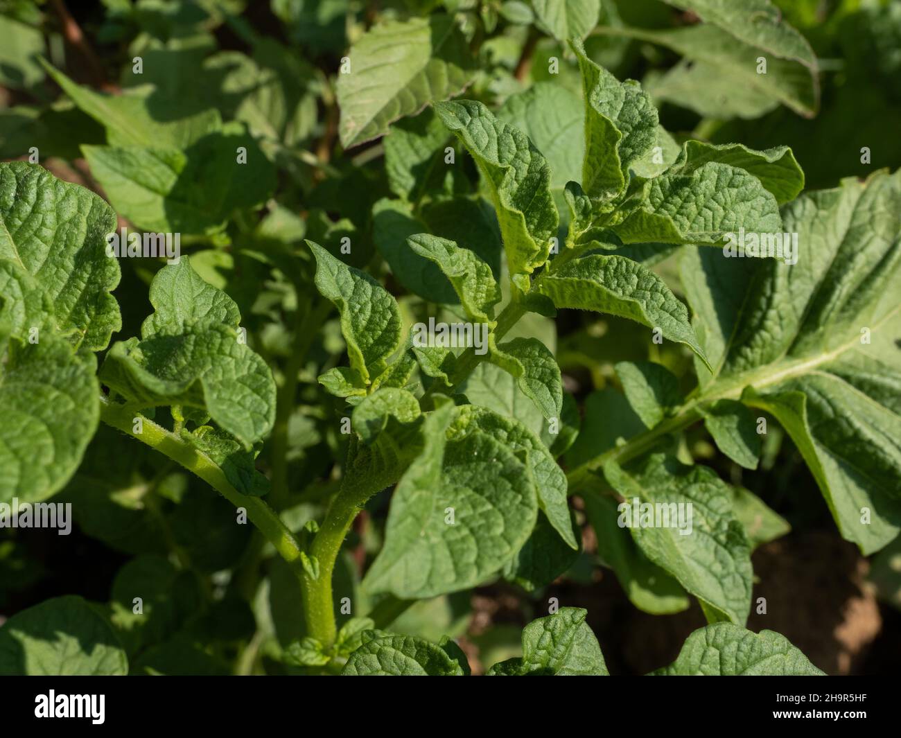 Detail of the leaf of a potato plant (Solanum tuberosum). Stock Photo