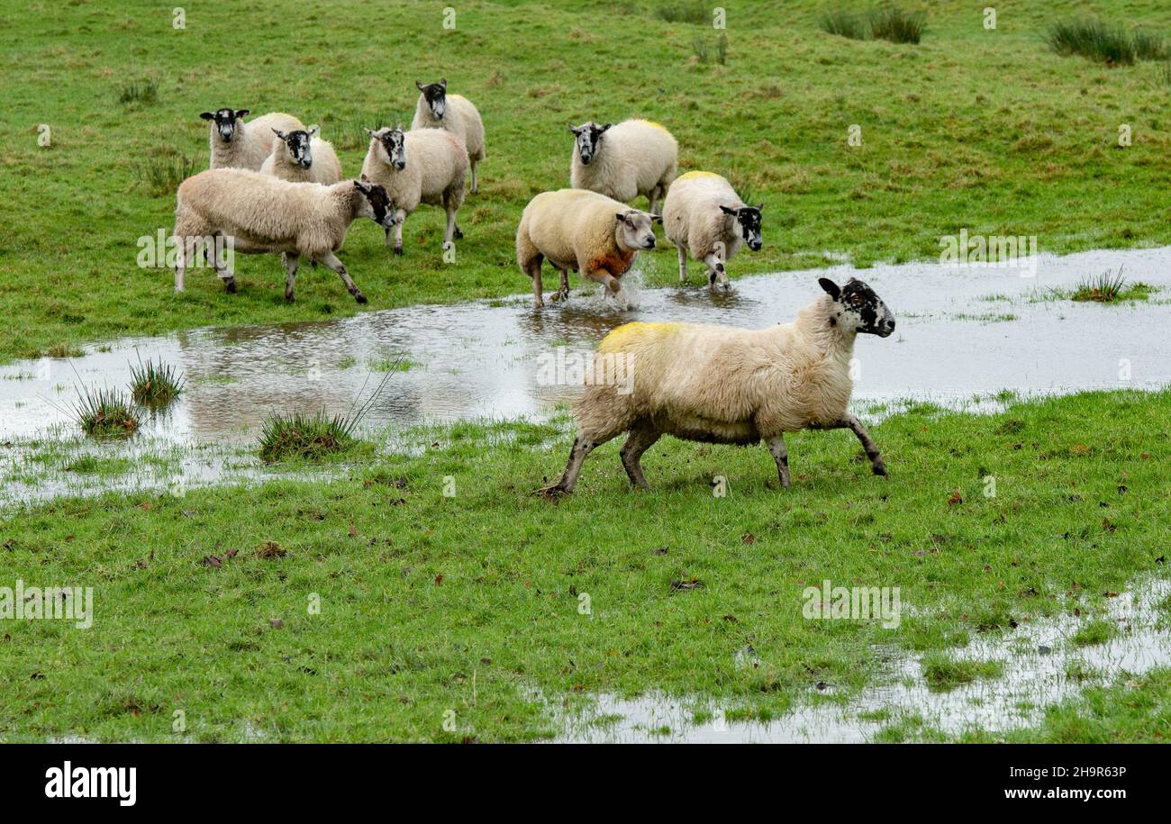 Preston, Lancashire, UK. 8th Dec, 2021. Sheep and flooded fields near Chipping, Preston, Lancashire as Storm Barra hit the UK with strong winds and rain for a second day. Credit: John Eveson/Alamy Live News Stock Photo