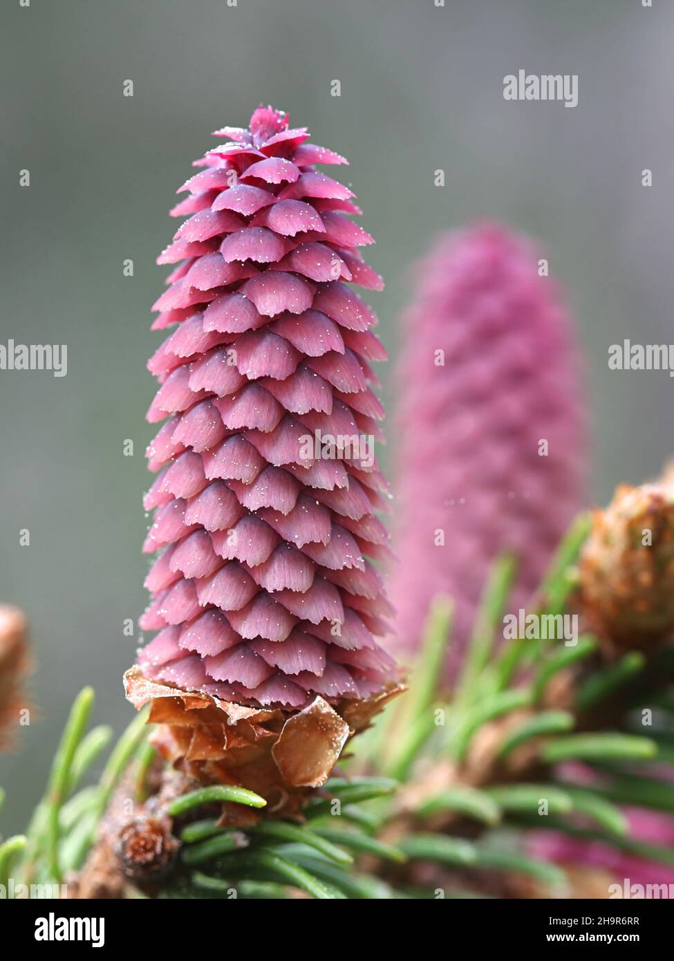 Picea abies, the Norway spruce or European spruce, erect red female ...